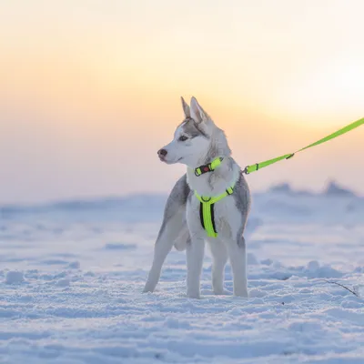 Hund trägt neon-gelbes Geschirr und Leine im Schnee. Das Bild zeigt die Passform und Anwendung des Geschirrs im Außenbereich. Hund trägt neon-gelbes Geschirr und Leine im Schnee. Das Bild zeigt die Passform und Anwendung des Geschirrs im Außenbereich.