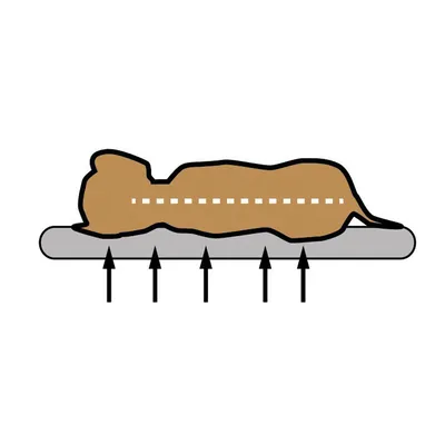 Grafik: Tier liegt ausgestreckt auf einer Matratze, darunter zeigen Pfeile nach oben. Gepunktete Linie entlang des Rückens deutet Unterstützung an.