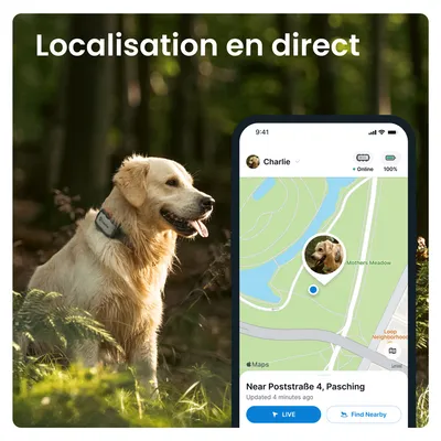 Localisation en direct d’un chien avec collier GPS, application mobile affichant la position de Charlie sur une carte près de Poststraße 4, Pasching. Indicateur batterie 100 %, statut en ligne.