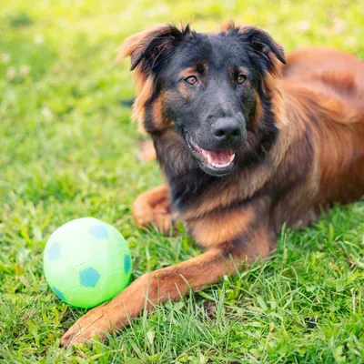 Virbac Veterinary HPM Adult Dog Sensitive Large & Medium Virbac Veterinary HPM Adult Dog Sensitive Large & Medium
