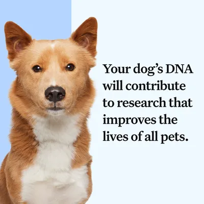 Text reads: Your dog's DNA will contribute to research that improves the lives of all pets.