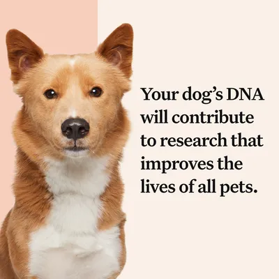 Text reads: Your dog’s DNA will contribute to research that improves the lives of all pets.