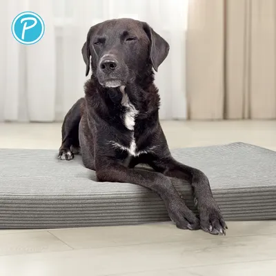 Le chien est allongé sur un tapis matelassé gris. En haut à gauche, un logo P bleu est visible.