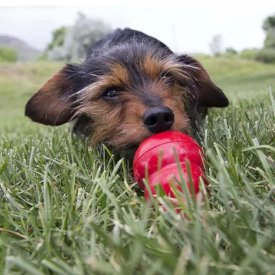 Pet using a red chew toy outdoors, demonstrating product in use for play or chewing activity.