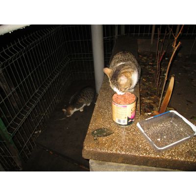 Food for the stray cats