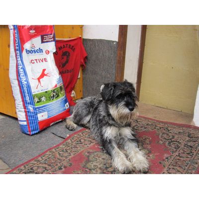 fredy