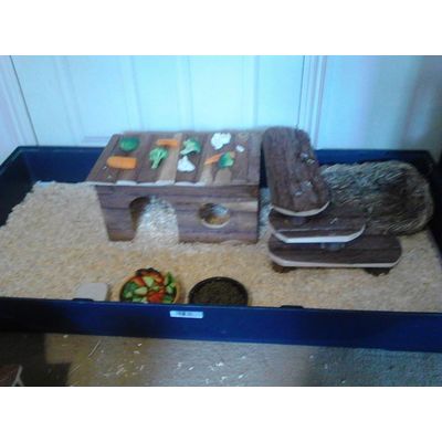cabin for my guinea pigs