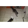 meine katzen lieben den laser
