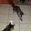 meine katzen lieben den laser
