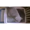 Biokats
