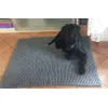 Zorro e il suo nuovo Tappetino Frinchillo grigio