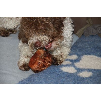 lagotto
