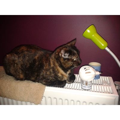 Dotje is nu meer vriend met de oudere poes Vlekje