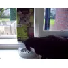 Rufus loves his Leonardo Grainfree kibbles