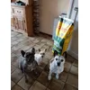 alle 3 in topconditie met Josera