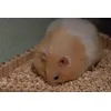 Vivian auf Leckerliesuche