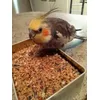 Bobo met zijn eten