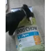 Hoi Chow