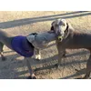 Pandora y Sheldon peleando por la Squeaker