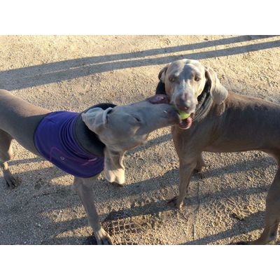 Pandora y Sheldon peleando por la Squeaker