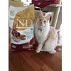 sugar Maine coon di 9 mesi con Farmina 