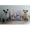 Rocco y Daysi