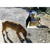 A forest dog looks enjoying Happy Dog NaturCroq 
