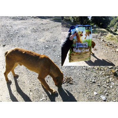 A forest dog looks enjoying Happy Dog NaturCroq