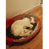 Leila english setter 20kg
