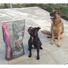 Paco et Laicka