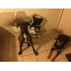 Tyson cane corso et tara rottweiler 