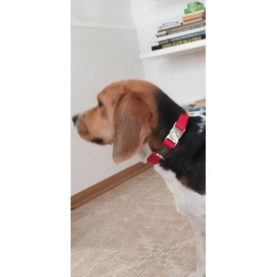 Lapo