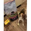 Milo
