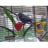 Perchoir naturel respectueux des pattes