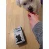 Happy vegan dog 
