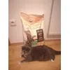 Kocicka Michelle a granulky