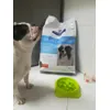 Noa bulldog frances