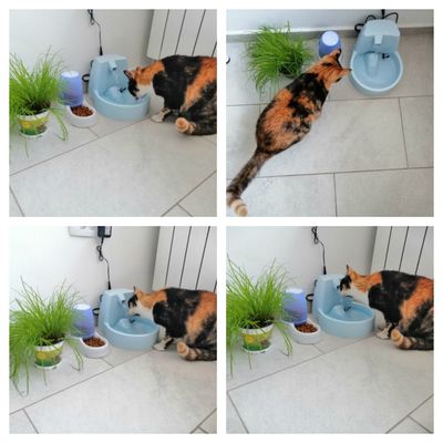 Happy Cat