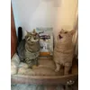 direi che le adorano