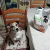 Lucky e i suoi Natural trainer