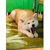 MARU