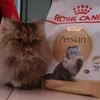 Royal canin 4kg