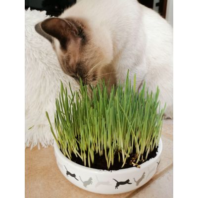 Erba gatta