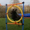 Agility springring