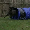 Agility tunnel