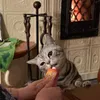 Silver asunrise Ollie