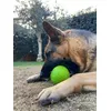 Kuma ha finalmente trovato la palla adatta a lei