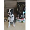 proplan puppy medium