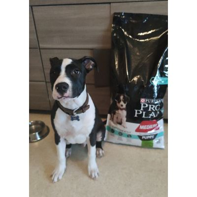 proplan puppy medium