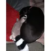 Spanko